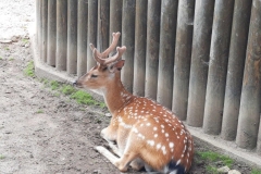 ZOO Hluboká nad Vltavou